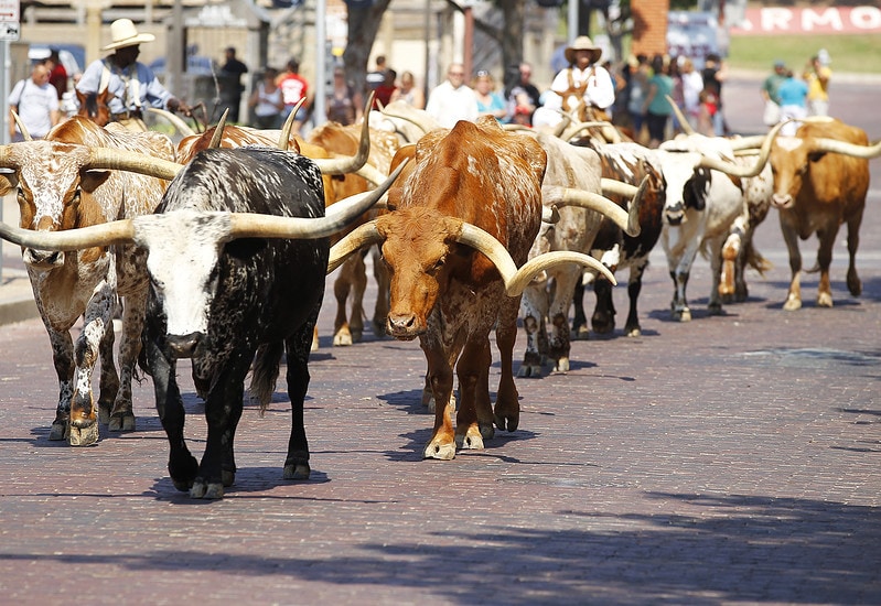 Longhorn cattle are walked on a Texas street